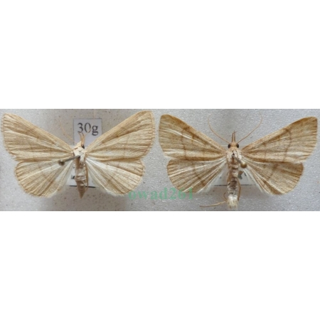 Paracolax tristalis (Fabricius, 1794) pair Szczękalica brodźczyca Slovakia30g